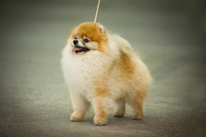 pomeranian on show